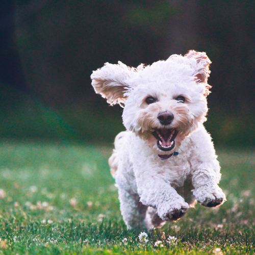 Running Happy Dog