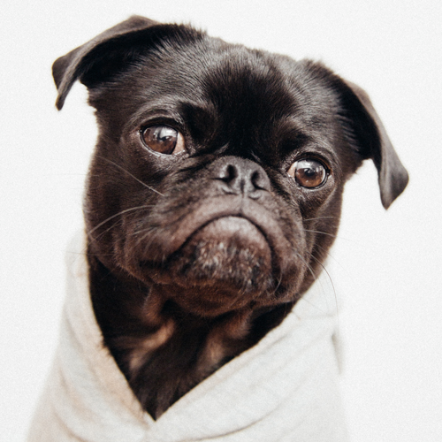 Pug Wrapped in Towel