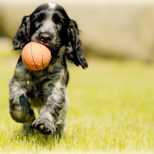 Dog playing Basketball