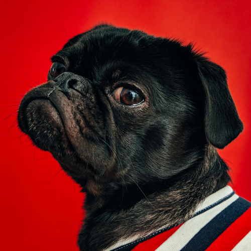 Pug with red background
